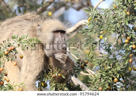 chacma baboon eating fruit tree stock photo edit now 95794624