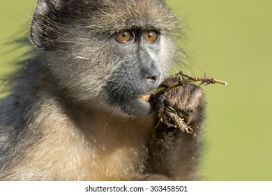 3,194 Baboon eating Images, Stock Photos & Vectors | Shutterstock