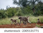 Chacma baboon family walking in the bush in Kruger National park, South Africa ; Specie Papio ursinus family of Cercopithecidae
