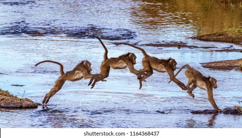 Chacma Baboon In Kruger National Park, South Africa ; Specie Papio Ursinus Family Of Cercopithecidae