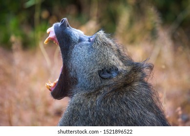 Chacma baboon monkey yawning and showing teeth in the Chobe National Park, Botswana