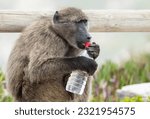 chacma baboon (Papio ursinus) also called Cape baboon holding a water bottle in its paws and which has been stolen from a person concept animal behaviour and human conflict in the wild of South Africa