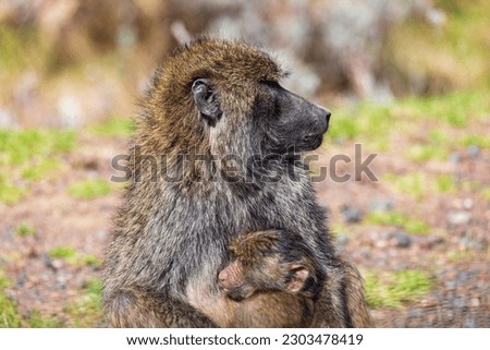 Chacma baboon (Papio ursinus), also known as the Cape baboon, is, like all other baboons, from the Old World monkey family. Mother with baby in Bale mountain. Ethiopia wildlife animal