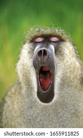 Chacma Baboon, papio ursinus, Portrait of Male Yawning, Kruger Park in South Africa  