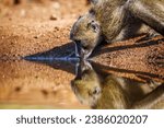 Chacma baboon portrait drinking in waterhole with reflection in Kruger National park, South Africa ; Specie Papio ursinus family of Cercopithecidae