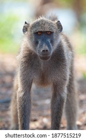 Chacma Baboon seen on a safari in South Africa