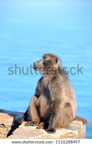 Similar – Image, Stock Photo Don’t feed the baboons III