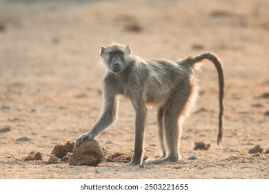 Chacma baboon sitting on dry ground playing with elephant dung - Powered by Shutterstock