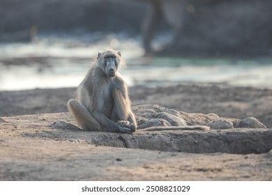 Chacma baboon sitting on dry ground - Powered by Shutterstock