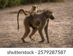 Chacma baboon walks with baby on back