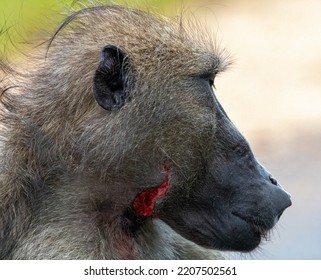 Chacma Baboon With Wound On Its Face