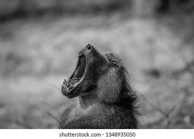 Chacma baboon yawning in black and white in the Kruger National Park, South Africa.