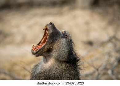 Chacma baboon yawning in the Kruger National Park, South Africa.