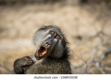 Chacma baboon yawning in the Kruger National Park, South Africa.
