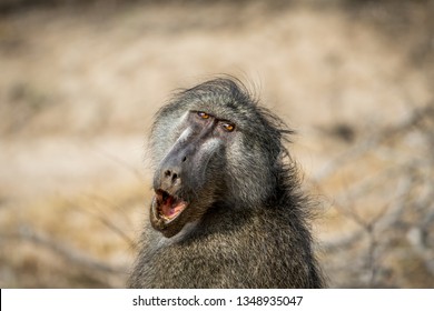 Chacma baboon yawning in the Kruger National Park, South Africa.