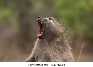 chacma baboon yawning in Kruger National Park, South Africa