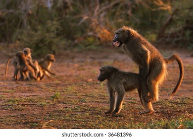 Chacma baboons mating ; papio cynocephalus