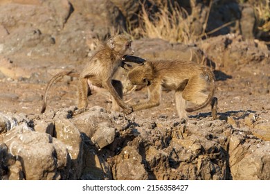 Chacma baboons (Papio ursinus), also known as the Cape baboon, playing and fighting in a Game Reserve in the Tuli Block in Botswana