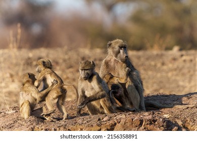 Chacma baboons (Papio ursinus), also known as the Cape baboon, family sitting in a Game Reserve in the Tuli Block in Botswana