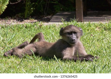 Chacma Baboons visiting Harold Porter Reserve in South Africa