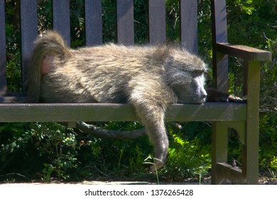 Chacma Baboons visiting Harold Porter Reserve in South Africa 