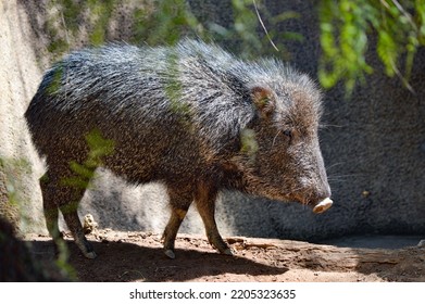 Chacoan Peccary In Its Habitat