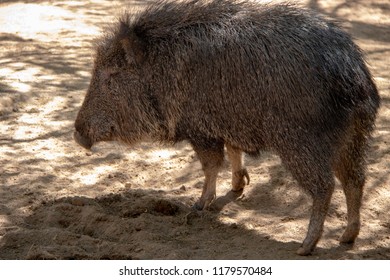 A Chacoan Peccary Standing