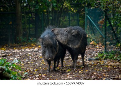 ヘソイノシシ Hd Stock Images Shutterstock