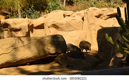 Chacoan Peccary Or Tagua Wild Pig