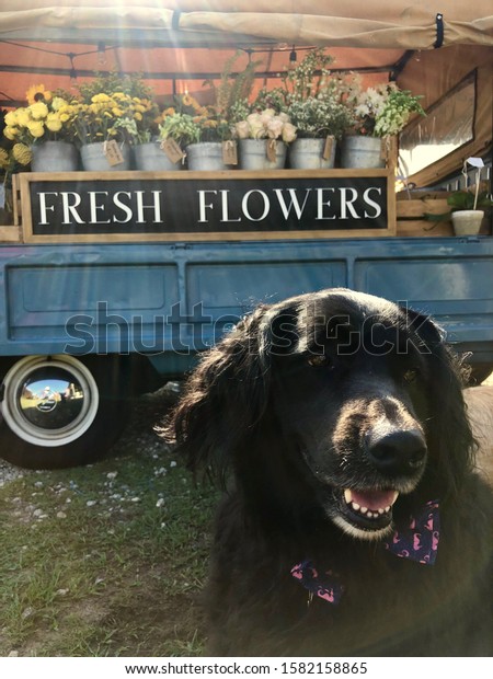 Chadli the dog by the flower\
truck.