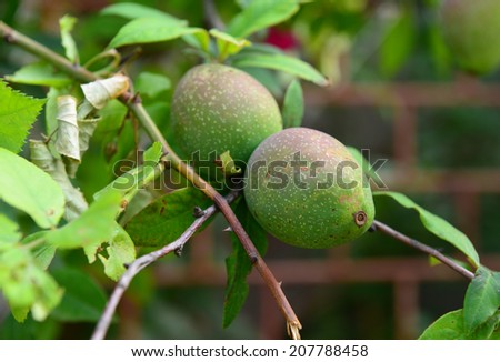 Similar – Quitten Frucht Natur