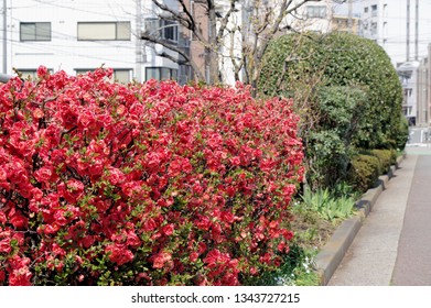 Chaenomeles Speciosa Flowers.