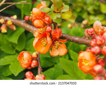 Chaenomeles × superba, or Orange Trail blossoms. Branch of Chaenomeles speciosa, with showy orange-yellow flowers, close up. Colorful, Japanese Quince, is strong, thorny plant, deciduous, spiny shrub.