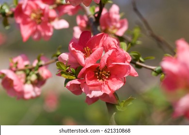 Chaenomeles superba pink lady, Chaenomeles is a genus of three species of deciduous spiny shrubs, usually 1–3 m tall, in the family Rosaceae.

