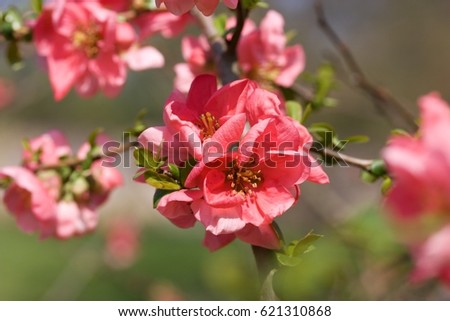Similar – Image, Stock Photo Flowering quince (Chaenomeles) in the garden vertical background. Retro vintage pink mood mobile wallpaper.