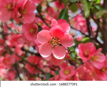 Chaenomeles superba 'Pink Lady' (Japanese Quince) flower close up
