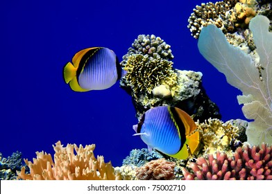 Chaetodon Vagabundus And Coral Reef, Koh Tao Island, Thailand