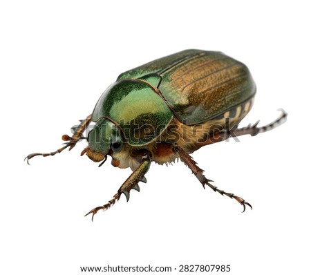 Chafer Beetle Resting Pose Metallic Green Bro Isolated On White Background