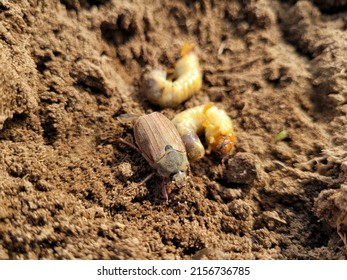 Chafer And Its Chafer Grub Larva On The Ground Close-up.