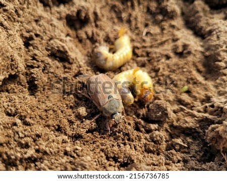 Chafer and its chafer grub larva on the ground close-up.