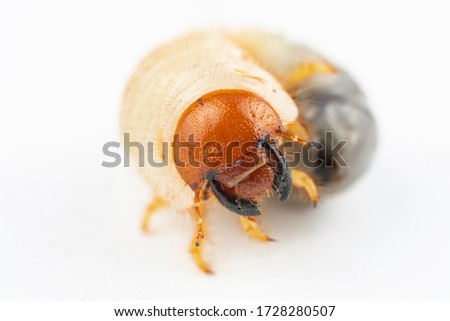 Chafer grub (Melolontha melolontha) isolated on white background. Macro photo. 