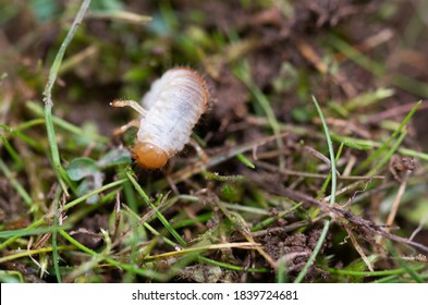 Chafer grubs destroy lawns because they feed on grass roots when they hatch.  Animals and birds also dig up to turf to eat them. - Shutterstock ID 1839724681