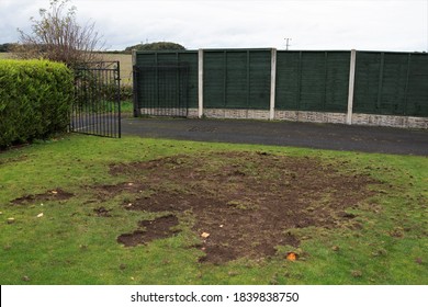 Chafer grubs destroy lawns because they feed on grass roots when they hatch.  Animals and birds also dig up to turf to eat them. - Shutterstock ID 1839838750