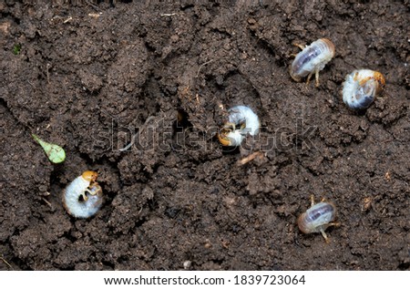 Chafer grubs destroy lawns because they feed on grass roots when they hatch.  Animals and birds also dig up to turf to eat them.