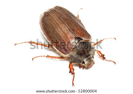 Chafer isolated on white. Macro