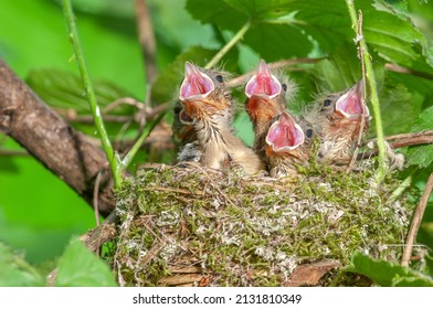 Chaffinch (Fringilla coelebs) chicks with their beaks wide open in their nest. France.