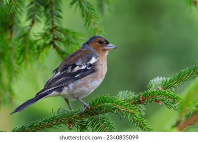 
A Chaffinch (Fringilla coelebs) sits on a fir branch and closely monitors its surroundings. Apart from a few raptors, there are few animals that this bird should be afraid of.  - Shutterstock ID 2340835099