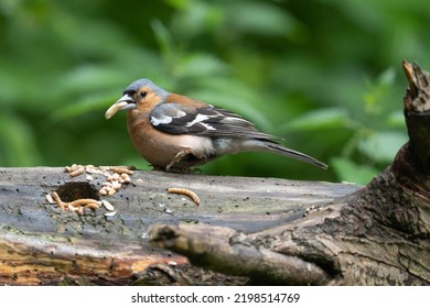 Chaffinch At A Local Nature Reserve