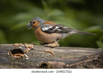 Chaffinch At A Local Nature Reserve