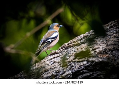 Chaffinch perched on branch in sunshine on Greek island